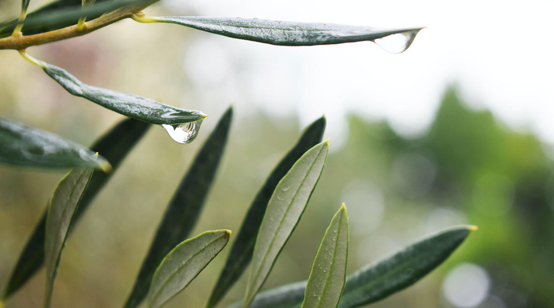 Herbal Extracts (Single)