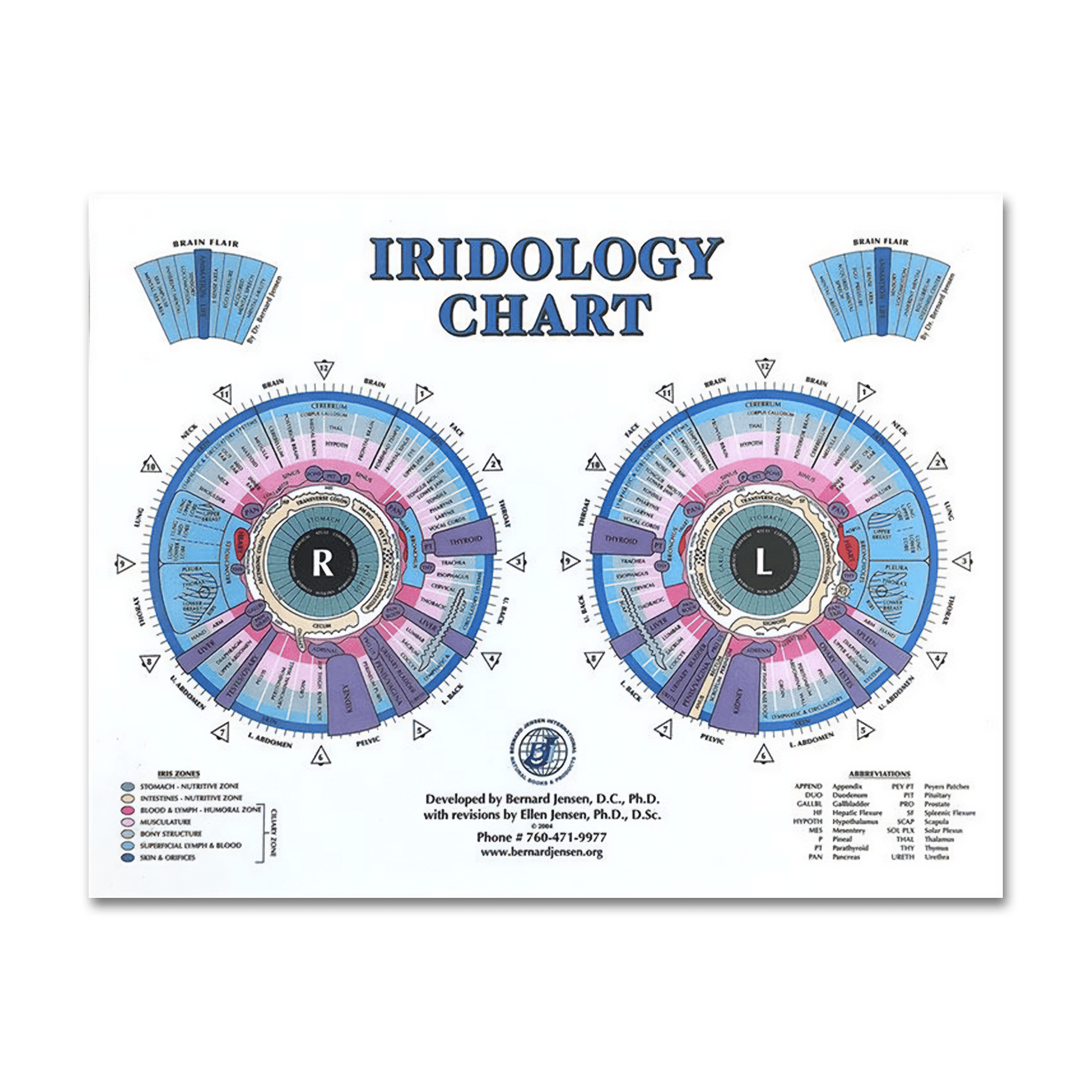 Iridology Desk Chart (8.5 x 11) - Nutritional Resources