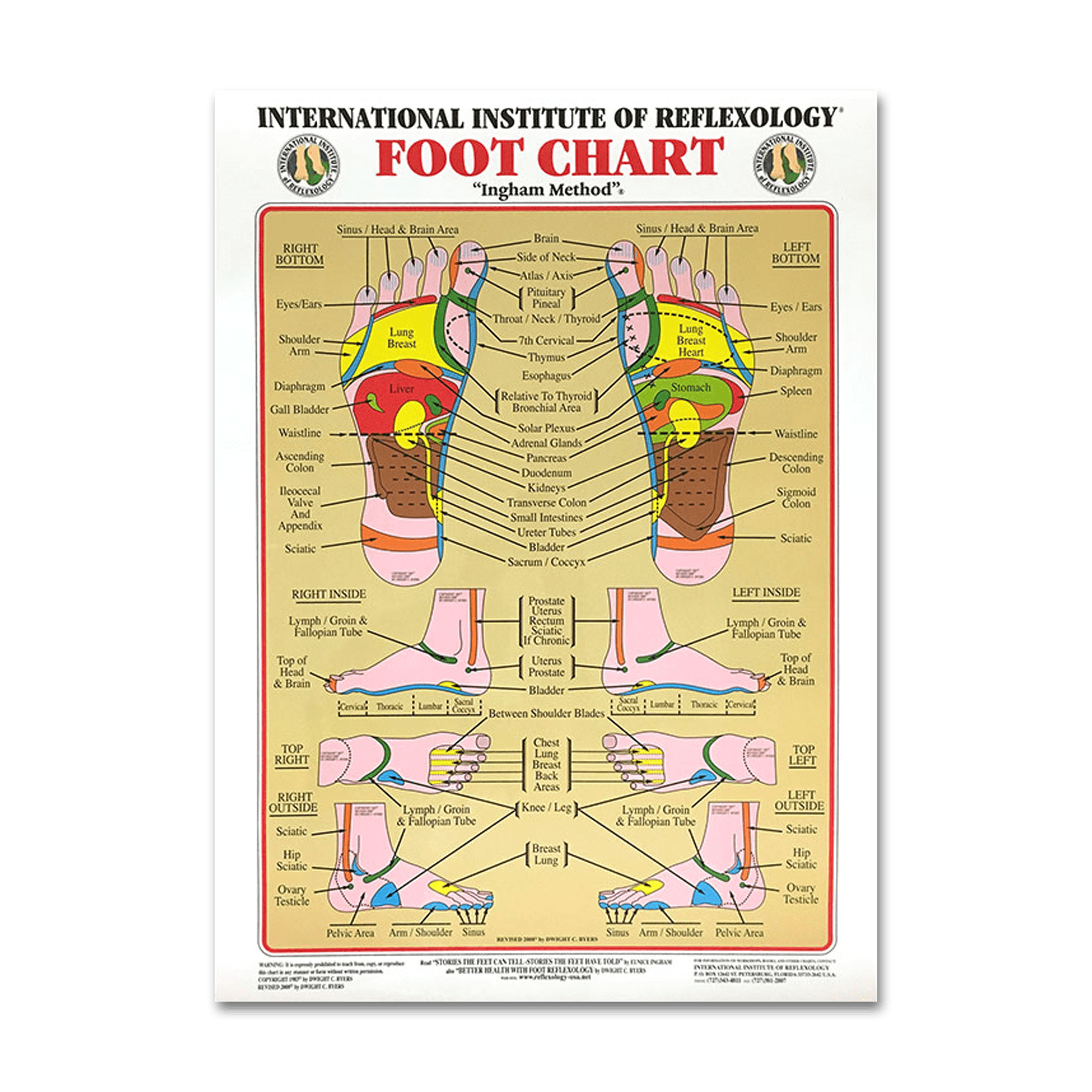 Foot Chart (Large) - Nutritional Resources