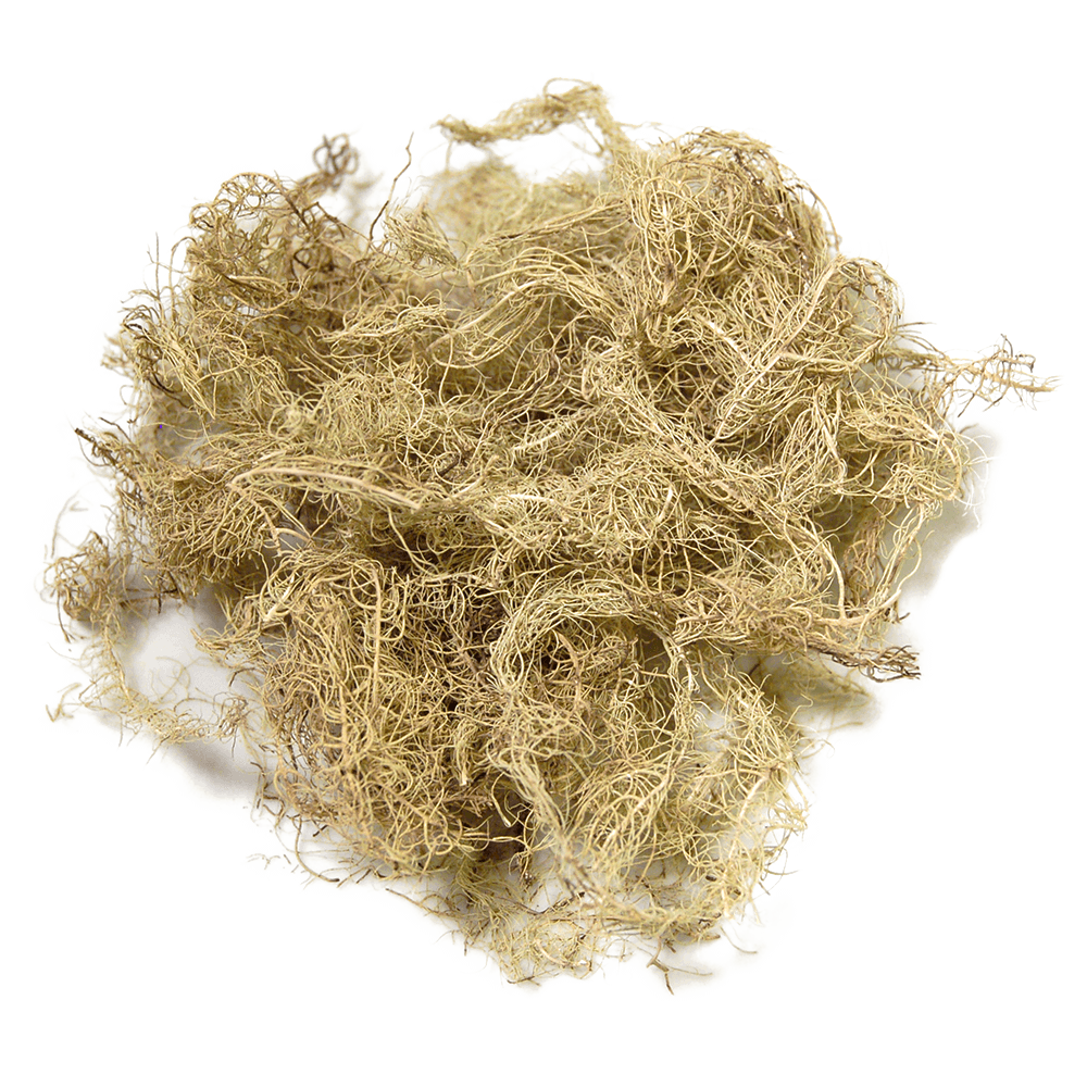 Usnea