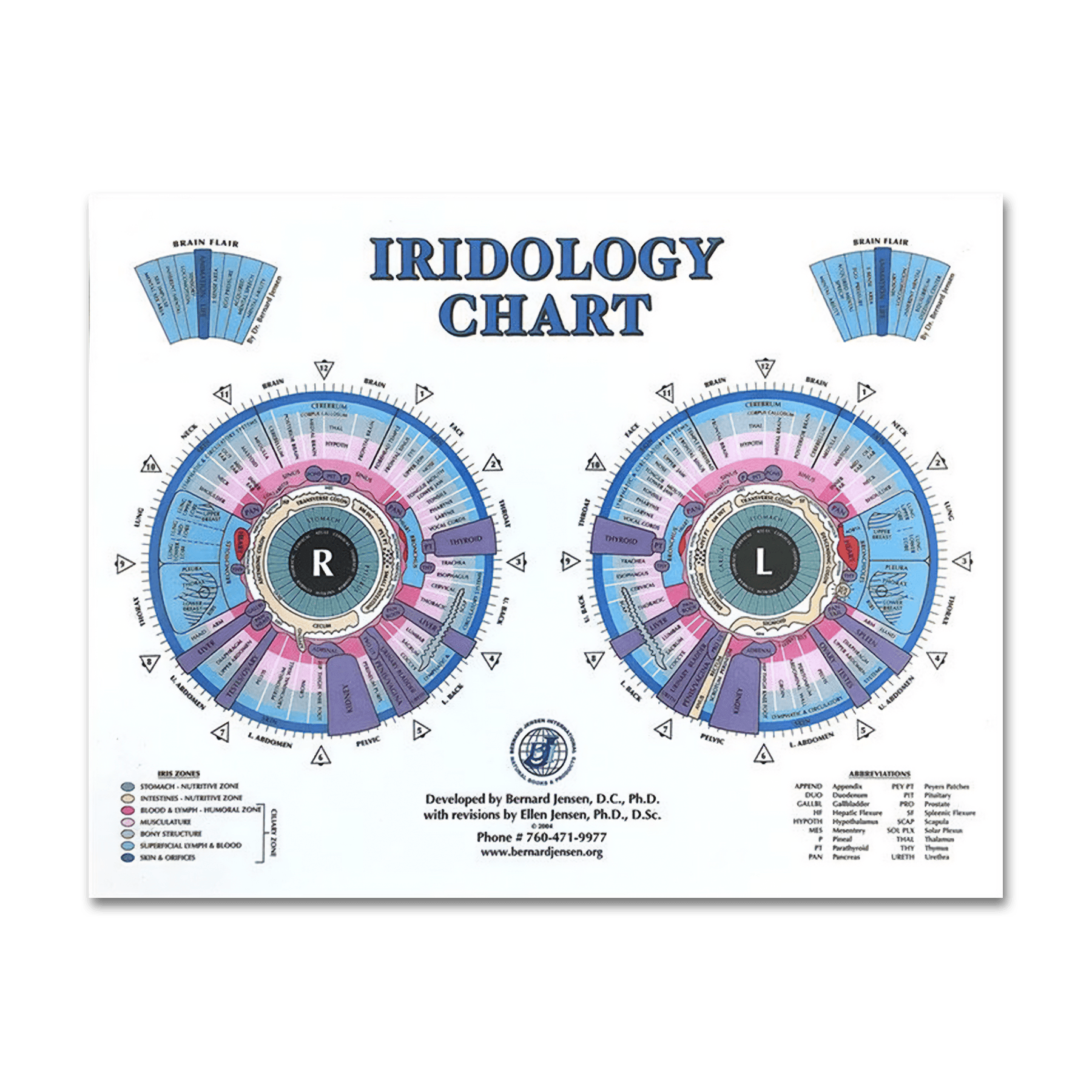 Iridology Desk Chart (8.5 x 11)